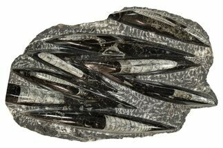 Polished Fossil Orthoceras (Cephalopod) Plate - Morocco #341452