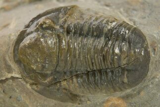 Detailed Proetid (Gerastos) Trilobite Fossil - Morocco #343288