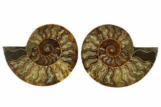 Cut & Polished,Agate-Replaced Ammonite Fossil - Madagascar #336811