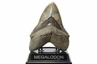 Colorful Fossil Megalodon Tooth - Sharply Serrated #343590