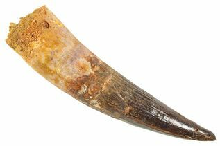 Spinosaurus Teeth For Sale