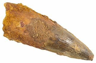 Fossil Spinosaurus Tooth - Real Dinosaur Tooth #343585