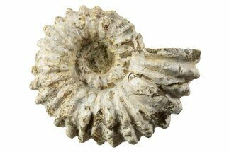 Tractor Ammonite (Douvilleiceras) Fossil - Madagascar #343785