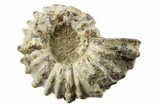 Tractor Ammonite (Douvilleiceras) Fossil - Madagascar #343786