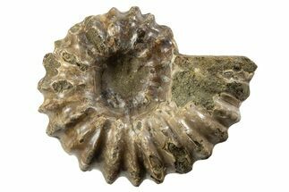 Bumpy Ammonite (Douvilleiceras) Fossil - Madagascar #343787