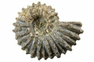 Bumpy Ammonite (Douvilleiceras) Fossil - Madagascar #343789