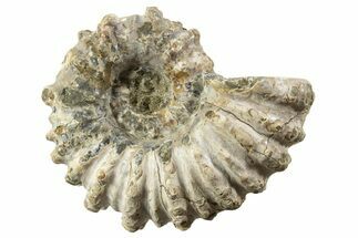 Bumpy Ammonite (Douvilleiceras) Fossil - Madagascar #343790