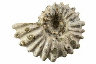 Bumpy Ammonite (Douvilleiceras) Fossil - Madagascar #343791