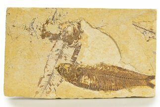 Bargain, Detailed Fossil Fish (Knightia) - Wyoming #340807