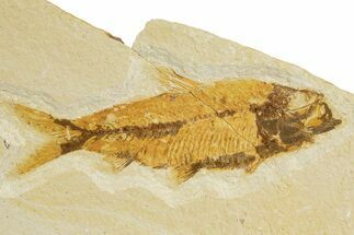 Detailed Fossil Fish (Knightia) - Wyoming #340815