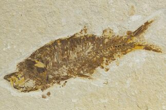 Detailed Fossil Fish (Knightia) - Wyoming #340828