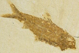 Detailed Fossil Fish (Knightia) - Wyoming #340836
