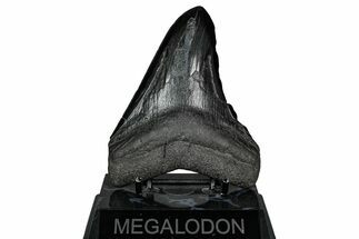 Fossil Megalodon Tooth - South Carolina #340285