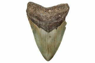 Fossil Megalodon Tooth - North Carolina #340855