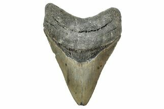 Serrated, Fossil Megalodon Tooth - North Carolina #340859