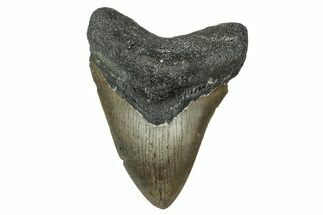 Serrated, Fossil Megalodon Tooth - North Carolina #340865