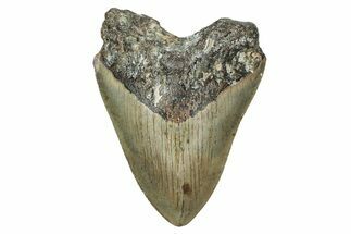 Fossil Megalodon Tooth - North Carolina #340866