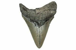 Serrated, Fossil Megalodon Tooth - North Carolina #340869