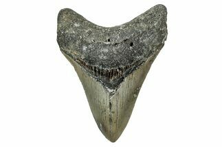 Fossil Megalodon Tooth - North Carolina #340876
