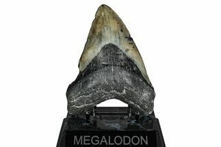 Fossil Megalodon Tooth - North Carolina #340882