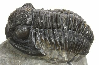 Detailed Proetid (Gerastos) Trilobite Fossil - Morocco #343304