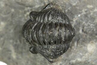 Curled Proetid (Gerastos) Trilobite Fossil - Morocco #343305