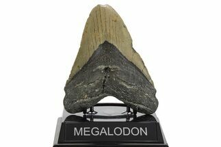 Fossil Megalodon Tooth - North Carolina #338601