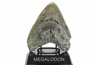 Serrated, Fossil Megalodon Tooth - North Carolina #338604