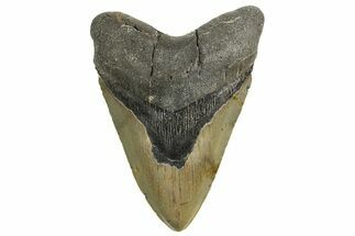 Serrated, Fossil Megalodon Tooth - North Carolina #338540