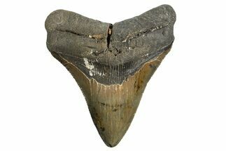 Serrated, Fossil Megalodon Tooth - North Carolina #338544