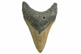 Serrated, Fossil Megalodon Tooth - North Carolina #338564