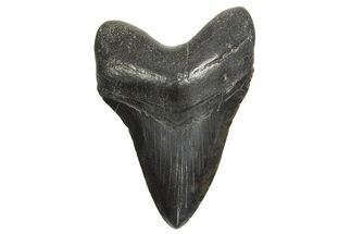 Fossil Megalodon Tooth - South Carolina #340171