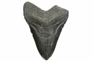 Fossil Megalodon Tooth - South Carolina #340172