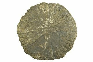 Radiant Pyrite Sun - Sparta, Illinois #342571