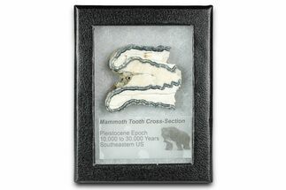 Mammoth Molar Slice With Case - South Carolina #335362