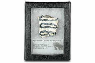 Mammoth Molar Slice With Case - South Carolina #335363