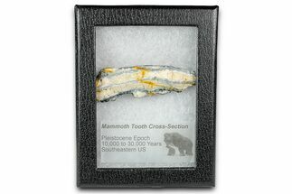 Mammoth Molar Slice With Case - South Carolina #335366