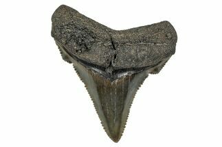 Serrated Angustidens Tooth - Megalodon Ancestor #340400