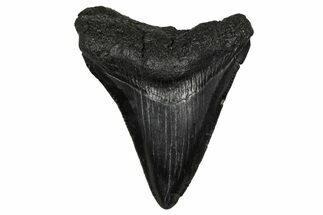 Juvenile Megalodon Tooth - South Carolina #340415