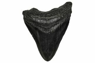 Juvenile Megalodon Tooth - South Carolina #340416