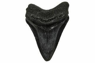 Serrated, Juvenile Megalodon Tooth - South Carolina #340417