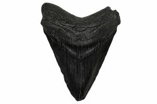 Juvenile Megalodon Tooth - South Carolina #340423