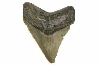 Serrated, Juvenile Megalodon Tooth - South Carolina #340567