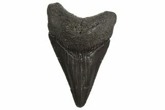 Serrated, Juvenile Megalodon Tooth - South Carolina #340568
