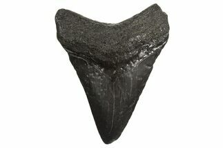 Serrated, Juvenile Megalodon Tooth - South Carolina #340570