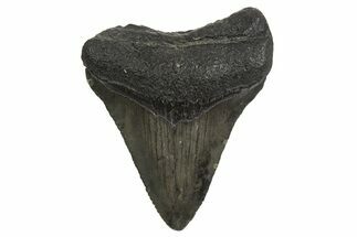 Juvenile Megalodon Tooth - South Carolina #340571