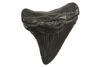 Juvenile Megalodon Tooth - South Carolina #340582