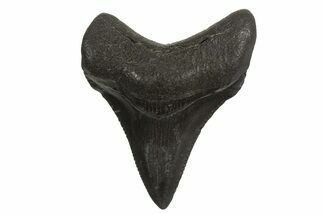 Juvenile Megalodon Tooth - South Carolina #340583