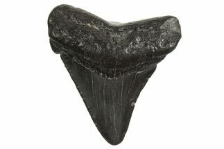 Juvenile Megalodon Tooth - South Carolina #340584