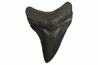 Juvenile Megalodon Tooth - South Carolina #340586